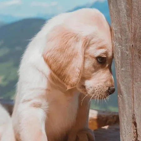 Inn Hocheckhuette On Of The Hahnenkamm Mountain *