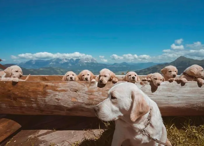 Estalagem Hocheckhuette On Of The Hahnenkamm Mountain