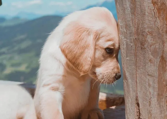 Estalagem Hocheckhuette On Of The Hahnenkamm Mountain *