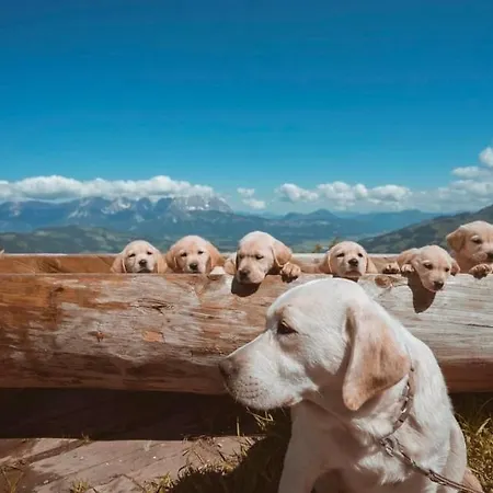 אורחן Hocheckhuette On Of The Hahnenkamm Mountain